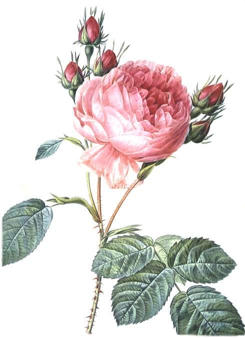 rosa
 centifolia